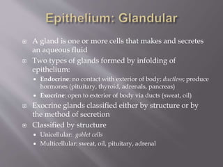  A gland is one or more cells that makes and secretes
an aqueous fluid
 Two types of glands formed by infolding of
epithelium:
 Endocrine: no contact with exterior of body; ductless; produce
hormones (pituitary, thyroid, adrenals, pancreas)
 Exocrine: open to exterior of body via ducts (sweat, oil)
 Exocrine glands classified either by structure or by
the method of secretion
 Classified by structure
 Unicellular: goblet cells
 Multicellular: sweat, oil, pituitary, adrenal
 