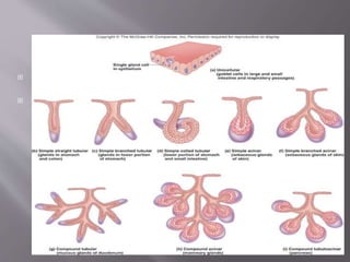  Classified on the basis of types
of ducts or mode of secretion
 Types of ducts
 Simple: ducts with few
branches
 Compound: ducts with
many branches
 If ducts end in tubules or
sac-like structures: acini.
Pancreas
 If ducts end in simple sacs:
alveoli. Lungs
 