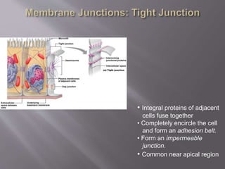 • Integral proteins of adjacent
cells fuse together
• Completely encircle the cell
and form an adhesion belt.
• Form an impermeable
junction.
• Common near apical region
 