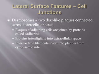  Desmosomes – two disc-like plaques connected
across intercellular space
 Plaques of adjoining cells are joined by proteins
called cadherins
 Proteins interdigitate into extracellular space
 Intermediate filaments insert into plaques from
cytoplasmic side
 
