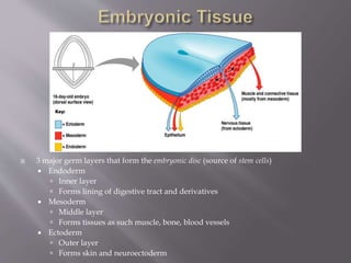  3 major germ layers that form the embryonic disc (source of stem cells)
 Endoderm
 Inner layer
 Forms lining of digestive tract and derivatives
 Mesoderm
 Middle layer
 Forms tissues as such muscle, bone, blood vessels
 Ectoderm
 Outer layer
 Forms skin and neuroectoderm
 