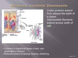 Figure 3.5b
Linker proteins extend
from plaque like teeth of
a zipper.
Intermediate filaments
extend across width of
cell.
• Common in superficial layers of skin; skin
peels after a sunburn
• Reduces chance of tearing, twisting, stretching
 