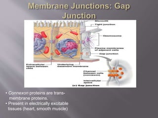 • Connexon proteins are trans-
membrane proteins.
• Present in electrically excitable
tissues (heart, smooth muscle)
 