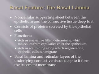  Noncellular supporting sheet between the
epithelium and the connective tissue deep to it
 Consists of proteins secreted by the epithelial
cells
 Functions:
 Acts as a selective filter, determining which
molecules from capillaries enter the epithelium
 Acts as scaffolding along which regenerating
epithelial cells can migrate
 Basal lamina and reticular layers of the
underlying connective tissue deep to it form
the basement membrane
 