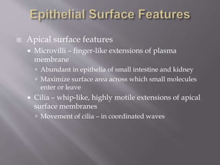  Apical surface features
 Microvilli – finger-like extensions of plasma
membrane
 Abundant in epithelia of small intestine and kidney
 Maximize surface area across which small molecules
enter or leave
 Cilia – whip-like, highly motile extensions of apical
surface membranes
 Movement of cilia – in coordinated waves
 