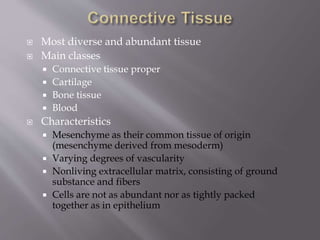  Most diverse and abundant tissue
 Main classes
 Connective tissue proper
 Cartilage
 Bone tissue
 Blood
 Characteristics
 Mesenchyme as their common tissue of origin
(mesenchyme derived from mesoderm)
 Varying degrees of vascularity
 Nonliving extracellular matrix, consisting of ground
substance and fibers
 Cells are not as abundant nor as tightly packed
together as in epithelium
 