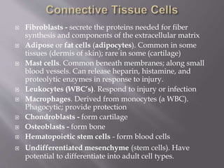  Fibroblasts - secrete the proteins needed for fiber
synthesis and components of the extracellular matrix
 Adipose or fat cells (adipocytes). Common in some
tissues (dermis of skin); rare in some (cartilage)
 Mast cells. Common beneath membranes; along small
blood vessels. Can release heparin, histamine, and
proteolytic enzymes in response to injury.
 Leukocytes (WBC’s). Respond to injury or infection
 Macrophages. Derived from monocytes (a WBC).
Phagocytic; provide protection
 Chondroblasts - form cartilage
 Osteoblasts - form bone
 Hematopoietic stem cells - form blood cells
 Undifferentiated mesenchyme (stem cells). Have
potential to differentiate into adult cell types.
 