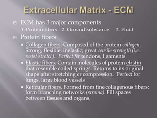  ECM has 3 major components
1. Protein fibers 2. Ground substance 3. Fluid
 Protein fibers
 Collagen fibers. Composed of the protein collagen.
Strong, flexible, inelastic; great tensile strength (i.e.
resist stretch). Perfect for tendons, ligaments
 Elastic fibers. Contain molecules of protein elastin
that resemble coiled springs. Returns to its original
shape after stretching or compression. Perfect for
lungs, large blood vessels
 Reticular fibers. Formed from fine collagenous fibers;
form branching networks (stroma). Fill spaces
between tissues and organs.
 