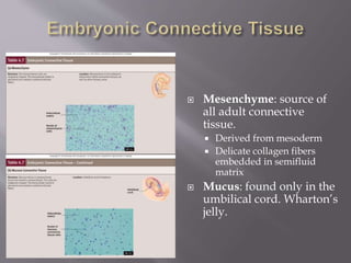  Mesenchyme: source of
all adult connective
tissue.
 Derived from mesoderm
 Delicate collagen fibers
embedded in semifluid
matrix
 Mucus: found only in the
umbilical cord. Wharton’s
jelly.
 