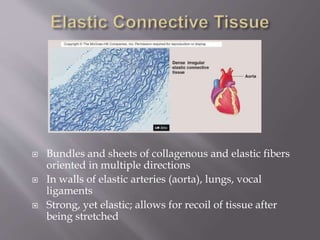  Bundles and sheets of collagenous and elastic fibers
oriented in multiple directions
 In walls of elastic arteries (aorta), lungs, vocal
ligaments
 Strong, yet elastic; allows for recoil of tissue after
being stretched
 