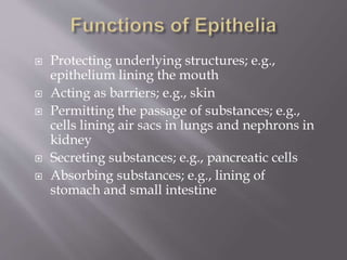  Protecting underlying structures; e.g.,
epithelium lining the mouth
 Acting as barriers; e.g., skin
 Permitting the passage of substances; e.g.,
cells lining air sacs in lungs and nephrons in
kidney
 Secreting substances; e.g., pancreatic cells
 Absorbing substances; e.g., lining of
stomach and small intestine
 