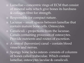  Lamellae – concentric rings of ECM that consist
of mineral salts which give bones its hardness
& collagen fibre for strength.
 Responsible for compact nature.
 Lacunae – small spaces between lamellae that
contain mature bone cells. Osteocytes.
 Canaliculi – projections from the lacunae.
Canals containing processes of osteocytes.
Provide nutrients and routes of excretion.
 A central (haversian) canal – contain blood
vessels and nerves.
 Spongy bone lacks osteon- consists of columns
of bones called trabeculae. Which contain
lamellae, osteocytes laculae & canaliculi.
 