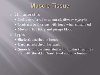  Characteristics
 Cells are referred to as muscle fibers or myocytes
 Contracts or shortens with force when stimulated
 Moves entire body and pumps blood
 Types
 Skeletal: attached to bones
 Cardiac: muscle of the heart.
 Smooth: muscle associated with tubular structures
and with the skin. Nonstriated and involuntary.
 