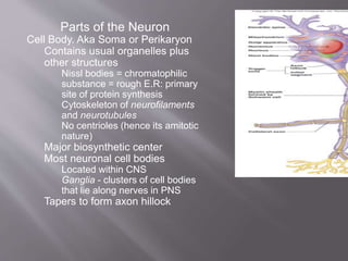 Parts of the Neuron
Cell Body. Aka Soma or Perikaryon
Contains usual organelles plus
other structures
Nissl bodies = chromatophilic
substance = rough E.R: primary
site of protein synthesis
Cytoskeleton of neurofilaments
and neurotubules
No centrioles (hence its amitotic
nature)
Major biosynthetic center
Most neuronal cell bodies
Located within CNS
Ganglia - clusters of cell bodies
that lie along nerves in PNS
Tapers to form axon hillock
 