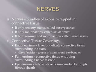  Nerves - bundles of axons wrapped in
connective tissue
 If only sensory axons, called sensory nerves
 If only motor axons, called motor nerves
 If both sensory and motor axons, called mixed nerves
 Connective Tissue Coverings
 Endoneurium – layer of delicate connective tissue
surrounding the axon
 Nerve fascicles – groups of axons bound into bundles
 Perineurium – connective tissue wrapping
surrounding a nerve fascicle
 Epineurium – whole nerve is surrounded by tough
fibrous sheath
 