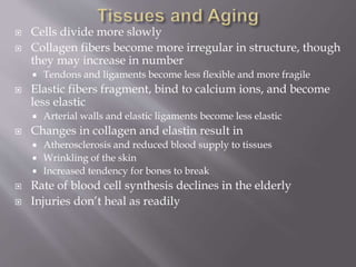  Cells divide more slowly
 Collagen fibers become more irregular in structure, though
they may increase in number
 Tendons and ligaments become less flexible and more fragile
 Elastic fibers fragment, bind to calcium ions, and become
less elastic
 Arterial walls and elastic ligaments become less elastic
 Changes in collagen and elastin result in
 Atherosclerosis and reduced blood supply to tissues
 Wrinkling of the skin
 Increased tendency for bones to break
 Rate of blood cell synthesis declines in the elderly
 Injuries don’t heal as readily
 
