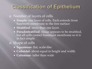  Number of layers of cells
 Simple- one layer of cells. Each extends from
basement membrane to the free surface
 Stratified- more than one layer.
 Pseudostratified- tissue appears to be stratified,
but all cells contact basement membrane so it is
in fact simple
 Shape of cells
 Squamous- flat, scale-like
 Cuboidal- about equal in height and width
 Columnar- taller than wide
 