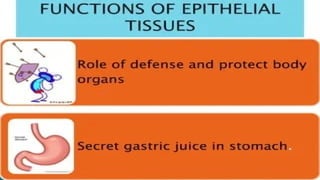tissue and its types.pptx anatomy and physiology | PPTX