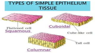 tissue and its types.pptx anatomy and physiology | PPTX
