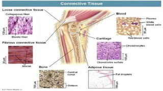 tissue and its types.pptx anatomy and physiology | PPTX