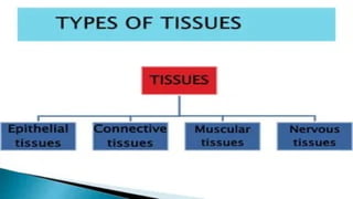 tissue and its types.pptx anatomy and physiology | PPTX