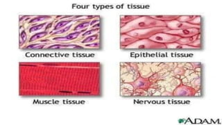 tissue and its types.pptx anatomy and physiology | PPTX