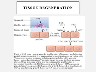 Comprehensive Overview of Tissue Repair and Wound Healing Processes | PPTX