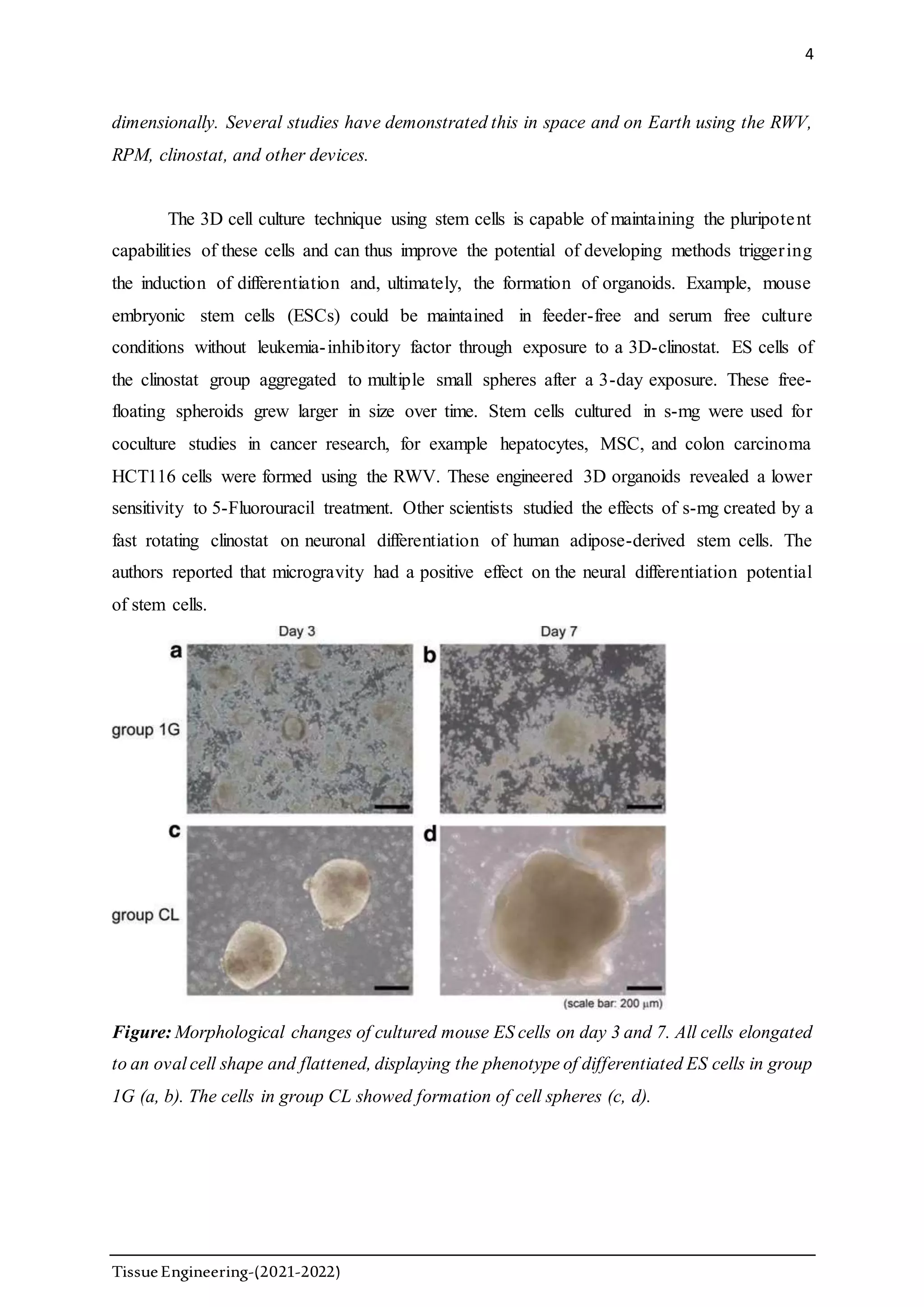 4
TissueEngineering-(2021-2022)
dimensionally. Several studies have demonstrated this in space and on Earth using the RWV,
RPM, clinostat, and other devices.
The 3D cell culture technique using stem cells is capable of maintaining the pluripotent
capabilities of these cells and can thus improve the potential of developing methods triggering
the induction of differentiation and, ultimately, the formation of organoids. Example, mouse
embryonic stem cells (ESCs) could be maintained in feeder-free and serum free culture
conditions without leukemia-inhibitory factor through exposure to a 3D-clinostat. ES cells of
the clinostat group aggregated to multiple small spheres after a 3-day exposure. These free-
floating spheroids grew larger in size over time. Stem cells cultured in s-mg were used for
coculture studies in cancer research, for example hepatocytes, MSC, and colon carcinoma
HCT116 cells were formed using the RWV. These engineered 3D organoids revealed a lower
sensitivity to 5-Fluorouracil treatment. Other scientists studied the effects of s-mg created by a
fast rotating clinostat on neuronal differentiation of human adipose-derived stem cells. The
authors reported that microgravity had a positive effect on the neural differentiation potential
of stem cells.
Figure: Morphological changes of cultured mouse ES cells on day 3 and 7. All cells elongated
to an oval cell shape and flattened, displaying the phenotype of differentiated ES cells in group
1G (a, b). The cells in group CL showed formation of cell spheres (c, d).
 