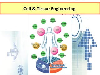 Cell &  Tissue Engineering  