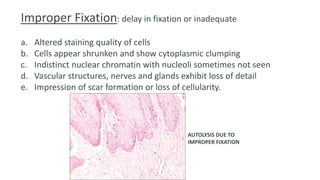 Improper Fixation: delay in fixation or inadequate
a. Altered staining quality of cells
b. Cells appear shrunken and show cytoplasmic clumping
c. Indistinct nuclear chromatin with nucleoli sometimes not seen
d. Vascular structures, nerves and glands exhibit loss of detail
e. Impression of scar formation or loss of cellularity.
AUTOLYSIS DUE TO
IMPROPER FIXATION
 