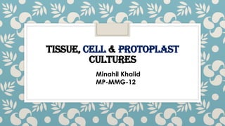 TISSUE, CELL & PROTOPLAST
CULTURES
Minahil Khalid
MP-MMG-12
 