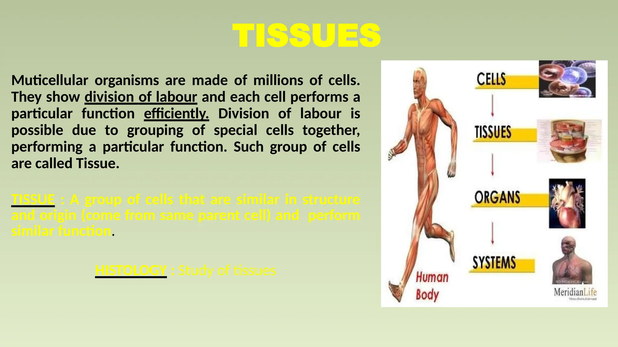 tissue class 9 lesson of tissue (1).pptx