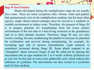 Stage III- Root Formation:
Shoots developed during the multiplication stage do not usually
have roots. There are some exceptions (like African violet and poplar)
that spontaneously root on the multiplication medium, but for most other
species, single shoots (micro-cuttings) must be moved to a medium or
suitable environment to induce roots. Therefore, the purpose of Stage III
is to prepare plantlets for transplanting from the tissue culture
environment of the test tube to a free-living existence in the greenhouse
and on to their ultimate location. Therefore, Stage III may not only
involve rooting, but also conditioning the plantlet to increase its potential
for acclimation and survival during transplanting, for example, by
increasing agar and or sucrose concentration. Light intensity is
sometimes increased during Stage III. Some plants respond to an
“elongation” phase between Stages II and III, achieved by placing the
microshoot into an agar medium for 2 to 4 weeks without cytokinins (or
at very low levels) and, in some cases gibberellic acid, which reduces the
influence of cytokinin. The microshoots are then rooted in a cytokinin
and GA-free medium.
 
