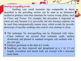 Shoot-tipmicrografting in vitro
Grafting very small meristem tips comparable to those
described in the preceding section can be used as an alternative
method to produce virus-free materials for various woody plants, such
as Citrus and Prunus. For example, this procedure is important in
citrus not only because it is successful, but also because explants can
be used from ontogenetically mature trees, which avoids the juvenile
phenotype of nucellar seedlings also used in virus cleanup in citrus.
 The technique for micrografting can be illustrated with citrus.
Citrus embryos are excised from rootstock seeds, surface
disinfested, and planted in standard inorganic salt medium with 1
per cent agar
 Embryos germinate in the dark in 2 weeks
 Seedlings are then removed and decapitated to a 1 to 1.5 cm
length; cotyledons and lateral buds are excised with a mounted
razor blade
 