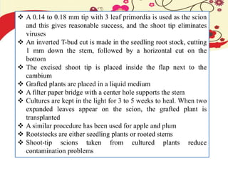  A 0.14 to 0.18 mm tip with 3 leaf primordia is used as the scion
and this gives reasonable success, and the shoot tip eliminates
viruses
 An inverted T-bud cut is made in the seedling root stock, cutting
1 mm down the stem, followed by a horizontal cut on the
bottom
 The excised shoot tip is placed inside the flap next to the
cambium
 Grafted plants are placed in a liquid medium
 A filter paper bridge with a center hole supports the stem
 Cultures are kept in the light for 3 to 5 weeks to heal. When two
expanded leaves appear on the scion, the grafted plant is
transplanted
 A similar procedure has been used for apple and plum
 Rootstocks are either seedling plants or rooted stems
 Shoot-tip scions taken from cultured plants reduce
contamination problems
 