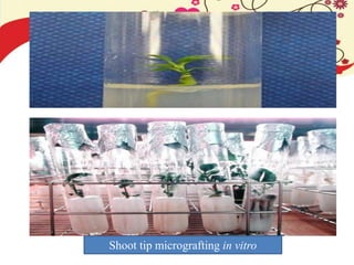 Shoot tip micrografting in vitro
 