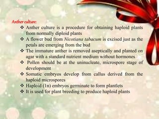 Anther culture:
 Anther culture is a procedure for obtaining haploid plants
from normally diploid plants
 A flower bud from Nicotiana tabacum is excised just as the
petals are emerging from the bud
 The immature anther is removed aseptically and planted on
agar with a standard nutrient medium without hormones
 Pollen should be at the uninucleate, microspore stage of
development
 Somatic embryos develop from callus derived from the
haploid microspores
 Haploid (1n) embryos germinate to form plantlets
 It is used for plant breeding to produce haploid plants
 