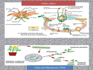 Guha and Maheshwari (1964)
Anther culture
 