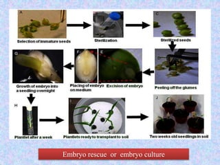 Embryo rescue or embryo culture
 