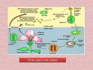 Ovary and ovule culture
 