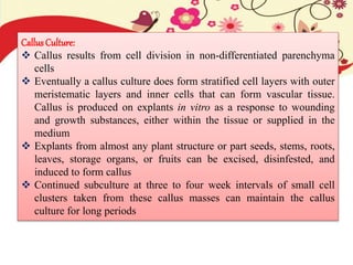 Callus Culture:
 Callus results from cell division in non-differentiated parenchyma
cells
 Eventually a callus culture does form stratified cell layers with outer
meristematic layers and inner cells that can form vascular tissue.
Callus is produced on explants in vitro as a response to wounding
and growth substances, either within the tissue or supplied in the
medium
 Explants from almost any plant structure or part seeds, stems, roots,
leaves, storage organs, or fruits can be excised, disinfested, and
induced to form callus
 Continued subculture at three to four week intervals of small cell
clusters taken from these callus masses can maintain the callus
culture for long periods
 
