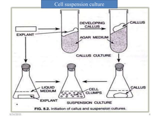 Cell suspension culture
 