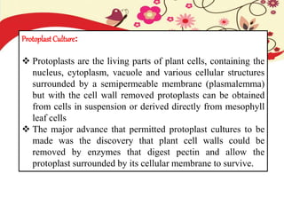 Protoplast Culture:
 Protoplasts are the living parts of plant cells, containing the
nucleus, cytoplasm, vacuole and various cellular structures
surrounded by a semipermeable membrane (plasmalemma)
but with the cell wall removed protoplasts can be obtained
from cells in suspension or derived directly from mesophyll
leaf cells
 The major advance that permitted protoplast cultures to be
made was the discovery that plant cell walls could be
removed by enzymes that digest pectin and allow the
protoplast surrounded by its cellular membrane to survive.
 
