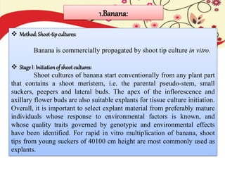 1.Banana:
 Method: Shoot-tipcultures:
Banana is commercially propagated by shoot tip culture in vitro.
 StageI: Initiationof shoot cultures:
Shoot cultures of banana start conventionally from any plant part
that contains a shoot meristem, i.e. the parental pseudo-stem, small
suckers, peepers and lateral buds. The apex of the inflorescence and
axillary flower buds are also suitable explants for tissue culture initiation.
Overall, it is important to select explant material from preferably mature
individuals whose response to environmental factors is known, and
whose quality traits governed by genotypic and environmental effects
have been identified. For rapid in vitro multiplication of banana, shoot
tips from young suckers of 40100 cm height are most commonly used as
explants.
 