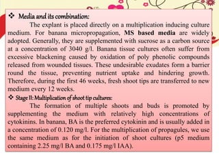  Media and its combination:
The explant is placed directly on a multiplication inducing culture
medium. For banana micropropagation, MS based media are widely
adopted. Generally, they are supplemented with sucrose as a carbon source
at a concentration of 3040 g/l. Banana tissue cultures often suffer from
excessive blackening caused by oxidation of poly phenolic compounds
released from wounded tissues. These undesirable exudates form a barrier
round the tissue, preventing nutrient uptake and hindering growth.
Therefore, during the first 46 weeks, fresh shoot tips are transferred to new
medium every 12 weeks.
 Stage II: Multiplication of shoot tip cultures:
The formation of multiple shoots and buds is promoted by
supplementing the medium with relatively high concentrations of
cytokinins. In banana, BA is the preferred cytokinin and is usually added in
a concentration of 0.120 mg/l. For the multiplication of propagules, we use
the same medium as for the initiation of shoot cultures (p5 medium
containing 2.25 mg/l BA and 0.175 mg/l IAA).
 