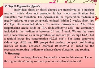  Stage III: Regenerationof plants:
Individual shoot or shoot clumps are transferred to a nutrient
medium which does not promote further shoot proliferation but
stimulates root formation. The cytokinin in the regeneration medium is
greatly reduced or even completely omitted. Within 2 weeks, shoot tips
develop into un-rooted shoots. To initiate rhizo-genesis IAA, NAA
(naphthalene acetic acid) or IBA (indole3butyric acid) are commonly
included in the medium at between 0.1 and 2 mg/l. We use the same
auxin concentration as in the proliferation medium (0.175 mg/l IAA), but
a tenfold lower BA concentration (0.225 mg/l). For some genotypes
(Musa spp. ABB and BB group) that produce compact proliferating
masses of buds, activated charcoal (0.10.25%) is added to the
regeneration/rooting medium to enhance shoot elongation and rooting.
 Hardening:
After rooting, plants are hardened in vitro for 24 extra weeks on
the regeneration/rooting medium prior to transplantation to soil.
 
