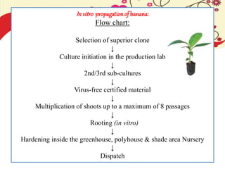 Invitro propagationof banana:
Flow chart:
Selection of superior clone
↓
Culture initiation in the production lab
↓
2nd/3rd sub-cultures
↓
Virus-free certified material
↓
Multiplication of shoots up to a maximum of 8 passages
↓
Rooting (in vitro)
↓
Hardening inside the greenhouse, polyhouse & shade area Nursery
↓
Dispatch
 
