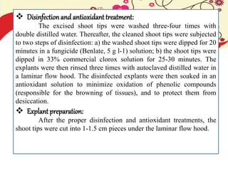  Disinfectionand antioxidanttreatment:
The excised shoot tips were washed three-four times with
double distilled water. Thereafter, the cleaned shoot tips were subjected
to two steps of disinfection: a) the washed shoot tips were dipped for 20
minutes in a fungicide (Benlate, 5 g l-1) solution; b) the shoot tips were
dipped in 33% commercial clorox solution for 25-30 minutes. The
explants were then rinsed three times with autoclaved distilled water in
a laminar flow hood. The disinfected explants were then soaked in an
antioxidant solution to minimize oxidation of phenolic compounds
(responsible for the browning of tissues), and to protect them from
desiccation.
 Explant preparation:
After the proper disinfection and antioxidant treatments, the
shoot tips were cut into 1-1.5 cm pieces under the laminar flow hood.
 