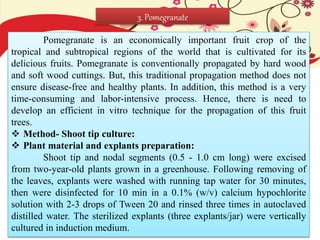Pomegranate is an economically important fruit crop of the
tropical and subtropical regions of the world that is cultivated for its
delicious fruits. Pomegranate is conventionally propagated by hard wood
and soft wood cuttings. But, this traditional propagation method does not
ensure disease-free and healthy plants. In addition, this method is a very
time-consuming and labor-intensive process. Hence, there is need to
develop an efficient in vitro technique for the propagation of this fruit
trees.
 Method- Shoot tip culture:
 Plant material and explants preparation:
Shoot tip and nodal segments (0.5 - 1.0 cm long) were excised
from two-year-old plants grown in a greenhouse. Following removing of
the leaves, explants were washed with running tap water for 30 minutes,
then were disinfected for 10 min in a 0.1% (w/v) calcium hypochlorite
solution with 2-3 drops of Tween 20 and rinsed three times in autoclaved
distilled water. The sterilized explants (three explants/jar) were vertically
cultured in induction medium.
3. Pomegranate
 