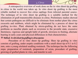 A retrospective overview of work done on the in vitro shoot tip grafting
in citrus in the world was taken up. In vitro shoot tip grafting is the most
reliable method to recover free citrus saplings from infected parental source.
The technique of in vitro shoot tip grafting is a suitable method for the
elimination of graft transmissible diseases in citrus. Preliminary studies showed
that certain pathogens are difficult to be eliminate from mother plant like citrus
exocortis and stubborn, which might be eliminated by a process of shoot tip
grafting in-vitro. Plant obtained by micro-grafting do not have the same
problems as nucellar plants such as reversion to the juvenile state, excessive
thorniness, vigorous and upright habit of growth, slowness to fruiting, alternate
bearing in early years and physical differences in fruit characteristics.
 Method- In vitroshoot tip grafting in citrus species:
Procedure of in vitro shoot tip grafting: Shoo tip grafting in vitro
consists of grafting, under aseptic conditions with a small shoot tip of 0.1 to 0.2
mm, onto a young etiolated seedling rootstock. The technique has the following
steps: preparation of rootstock, preparation of scion, procedure of grafting,
growing of grafted plants in vitro, and transfer to soil.
4. Citrus
 
